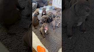 Staffy puppy yawns are just the cutest puppyyawn puppy staffy cutepuppy puppyface funnypuppy [upl. by Nesline]