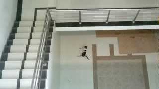 Cat jumping from third floor [upl. by Eyaj857]