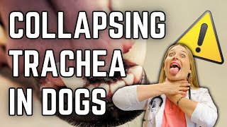 Is Collapsing Trachea deadly for my Dog  Dr Lindsay Vet Explains Treatment  Clinical signs [upl. by Nekciv]