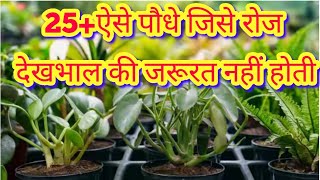 25ऐसे पौधे जिसे रोज देखभाल की जरूरत नहीं होती।Those plants which didnt want everyday care [upl. by Floridia]