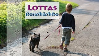 Lottas Einzelvorstellung  Hundekanal  Cairn Terrier [upl. by Jenks]