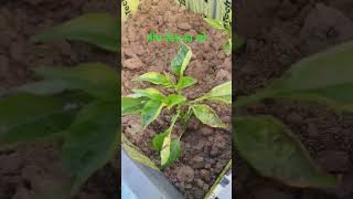 Neem oil ka spry kargar gardening organicfarmingmethods [upl. by Ahcorb]