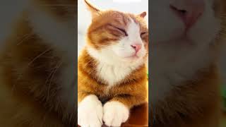 Feigning sleep in front of me😂😂😂 cat pets funny [upl. by Atsugua]