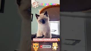 5 Jenis kucing yang populer di Indonesia 🇮🇩 [upl. by Nyrrek]