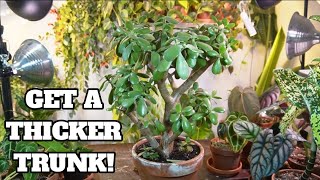 pruning jade plant for branching and thicker stem  care and propagation jadeplant succulents [upl. by Akiehsat]