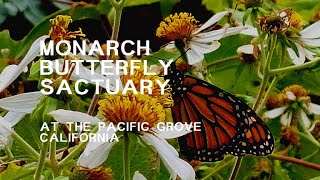 모나치 나비 보호구역 Monarch Butterflies Sanctuary at the pacific grove California [upl. by Anekam]