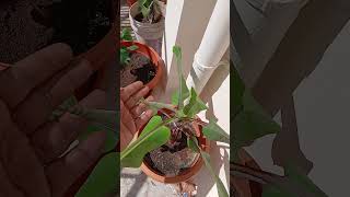 Terrace Garden banana harishvlogs gardening garden terracegarden plants villagegarden [upl. by Adirf708]