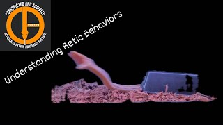 Understanding Your Retics Behaviors retic cute snake [upl. by Rillings]