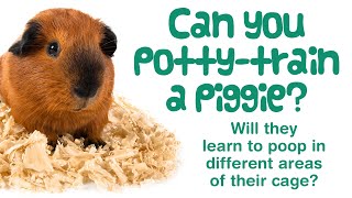 How To POTTY TRAIN a GUINEA PIG  Tips amp Tricks for a Cleaner Cage [upl. by Ydisac355]