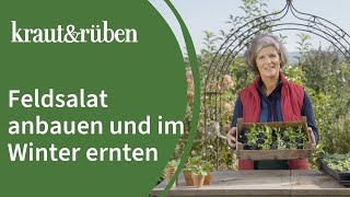 🌱Feldsalat anbauen und im Winter ernten 🌱 Unsere BiogartenWelt [upl. by Aivato]