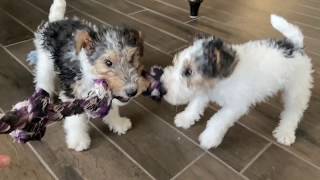 Wire Fox Terrier Puppies Roughhousing  9 weeks old [upl. by Sall]