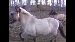 TARPAN HORSES DIXIE MEADOWS FARM  VIRGINIA [upl. by Eicrad872]