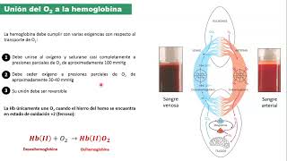 Teorico Hemoglobina 2024 [upl. by Airogerg]