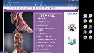 ANATOMIA DE CUELLO PHM [upl. by Oznecniv567]