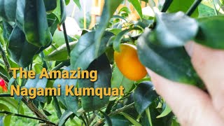 Growing Nagami Kumquats In Containers Sharing Our Secrets [upl. by Ecerahc634]