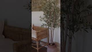 Indoor Olive Tree [upl. by Motteo731]