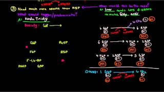 Pentose Phosphate Pathway Part 3 of 5  Control and Regulation Details [upl. by Latoya490]