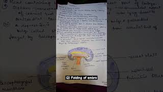 embryology notes 1st year mbbs important questions mbbs anatomy embryology shorts youtubeshorts [upl. by Ydnolem]