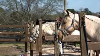 Behind the Scenes with Auburn Equestrian [upl. by Mutz]