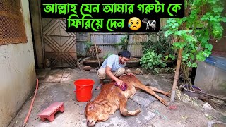 আল্লাহ যেন আমার গরুটা কে ফিরিয়ে দেন 😥🐄 [upl. by Inus]