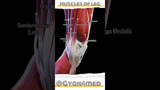 Muscles of Lower limb [upl. by Adai]