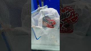 SUPER RED CHILLI SRD FLOWERHORN  FLOWERHORN ADDA [upl. by Hsemin886]