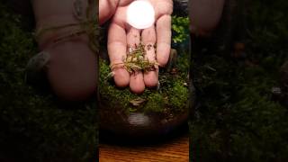 how to make a bioactive terrarium [upl. by Maribeth224]