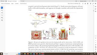 Periodontogénesis ¿Cómo se forman los tejidos de soporte del diente [upl. by Susanne916]