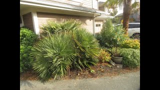 Mediterranean fan palms have a proven track record on Salt Spring Island [upl. by Esenahs156]