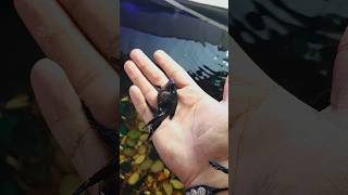 Jet Black Gold Fish  shortvideo kachua goldfish turtle pets [upl. by Assenay]