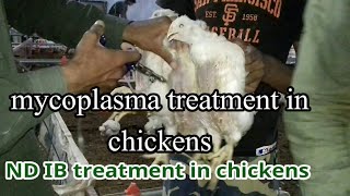 natural treatment for mycoplasma in chickens detail video mycoplasma treatment in chickens [upl. by Idona]