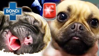 Emergency Caesarean For Mum of 6 Giant Puppies 🚨  Bondi Vet Clips  Bondi Vet [upl. by Arrais]