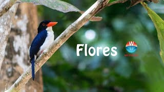 Wildiaries Birding in Flores [upl. by Daveda]