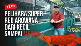 TIPS PELIHARA IKAN AROWANA SUPER RED DARI KECIL SAMPAI BERWARNA MERAH  SEPUTAR IKAN HIAS [upl. by Opalina]