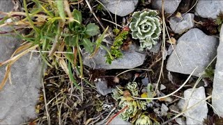 Saxifraga paniculata Lifelong saxifrage [upl. by Alyosha]