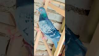 Hum Waha Khamosh Rehte hai😅 pigeon shortvideo aww status addition funniestvideo sillyshots [upl. by Ayouqes]