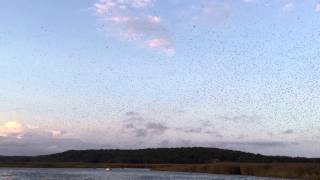 Tree Swallow Migration on the Connecticut River [upl. by Laise]