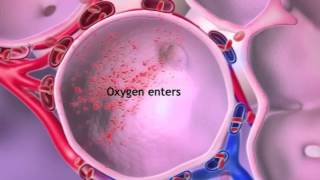 Oxygen amp CO2 Exchange LearnVisible Body [upl. by Ninnette]