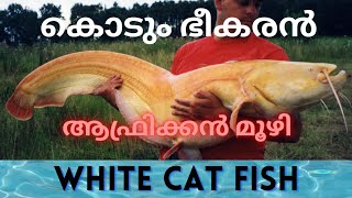 Albino cat fish Malayalam  African Muzhi  3 മാസത്തിനു ശേഷം നാടൻ മുഷി TANK വറ്റിച്ചപ്പോൾ [upl. by Anirehtac]