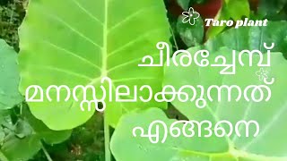 ചീരച്ചേമ്പ്തിരിച്ചറിയുന്ന വിധം  taro plant  colocasia plants  green leaf eatable taro plant [upl. by Adiehsar]