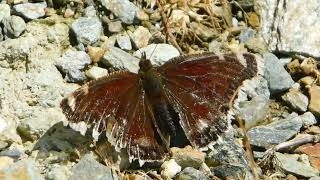 nymphalis antiopa  butterflies of Greece [upl. by Neelik]