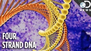 What Is 4Strand DNA amp Why Are Scientists So Excited [upl. by Siugram]