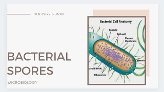 BACTERIAL SPORES [upl. by Tobie966]