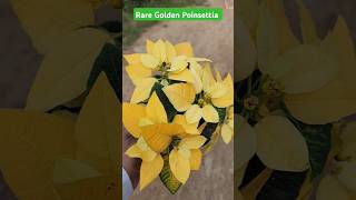 Rare Poinsettia Plant For Sell👍Golden Poinsettia👍Yellow Poinsettia👍Implant Nursery Haul👍shorts [upl. by Siuraj]