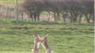 Boxing Hares [upl. by Edora]