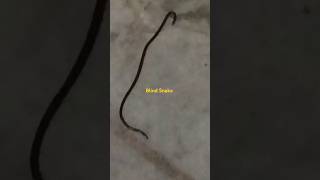 blind snake harmless snake [upl. by Tella351]