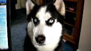 Maliki Our Siberian Husky [upl. by Keverne]