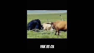 Ox vs Yak  rival  Farm  Field [upl. by Eedrahc580]