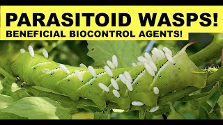 PARASITOID WASPS EAT HORNWORM ALIVE BIOLOGICAL CONTROL IN ACTION Braconid Wasps Cotesia Congregata [upl. by Nevla]