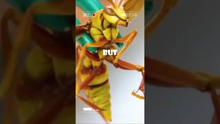 World’s Most Painful Stings Bullet Ant vs Executioner Wasp [upl. by Bibeau]